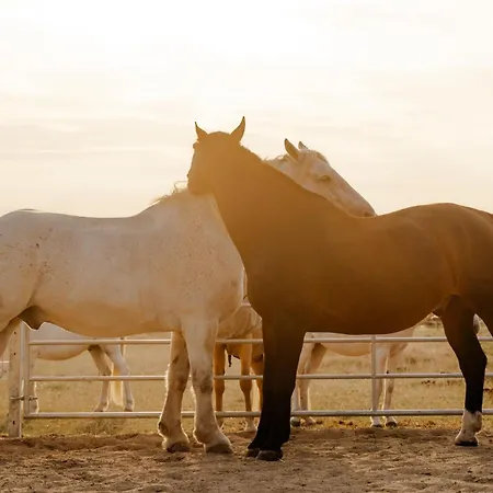 Tante Schmidt 1 Staberdorf