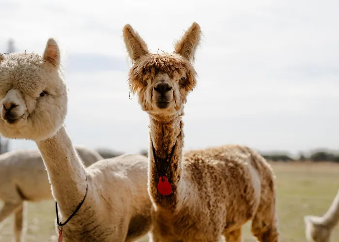 Apartamento Tante Schmidt 1 *