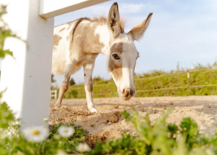 Tante Schmidt 1 Staberdorf