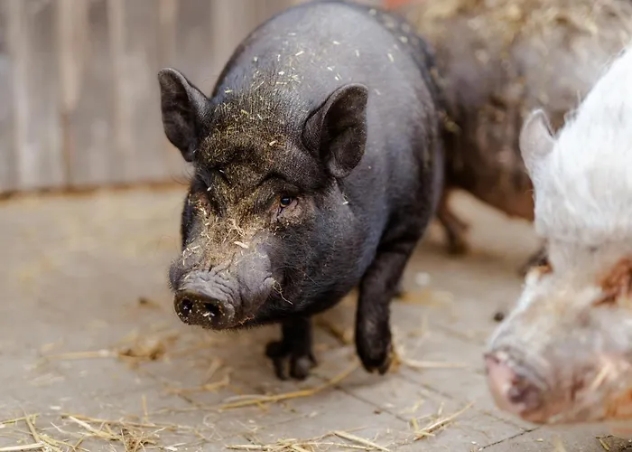 Tante Schmidt 1 Apartamento *